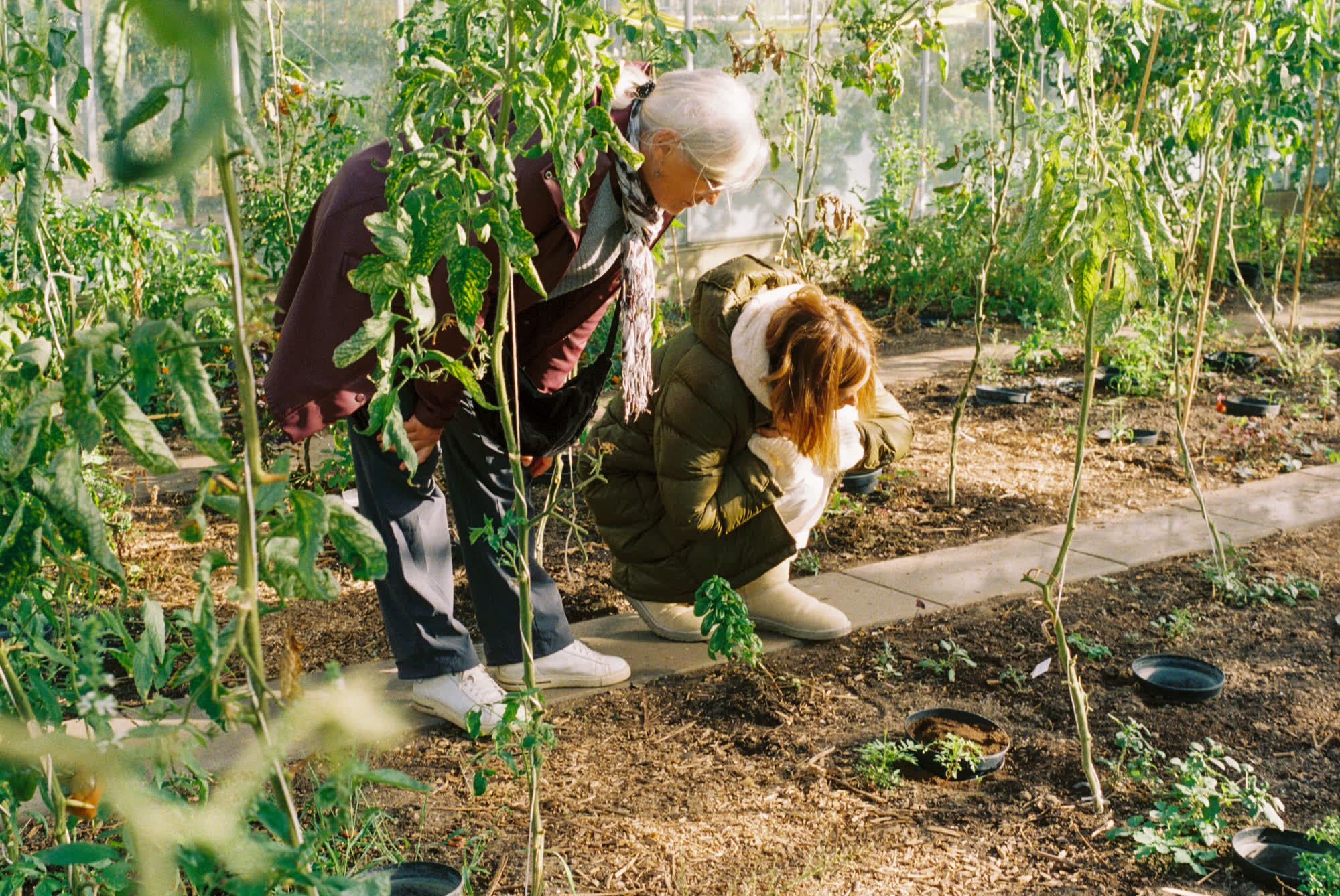 Two visitors bend over the black sound pots of the installation among tomato plants in a greenhouse